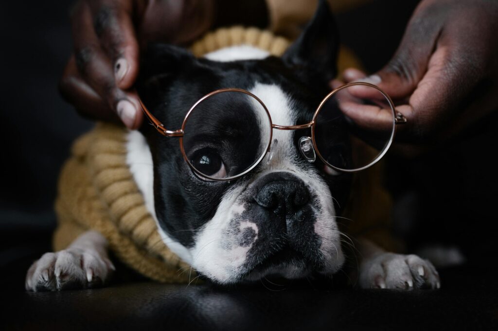 dog with glasses on